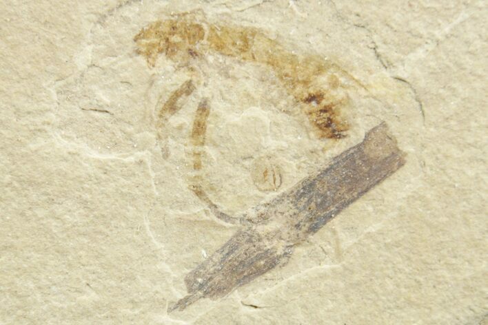 Eocene Fossil Cricket (Orthoptera) - Green River Formation #368746